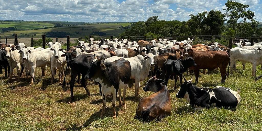 Gado que seria furtado em Perdizinha, comunidade rural de Perdizes, no Alto Paranaíba, só não foi levado porque o caminhão dos ladrões atolou (Polícia Civil / Divulgação)