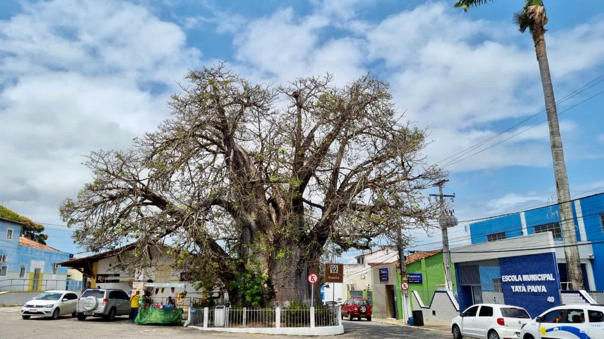 Baobá (Denápoly Rodrigues)