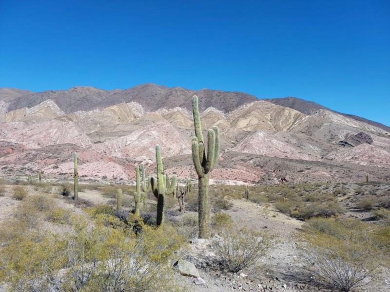 Parque Nacional Los Cardones (Cláudia Costa / Divulgação)