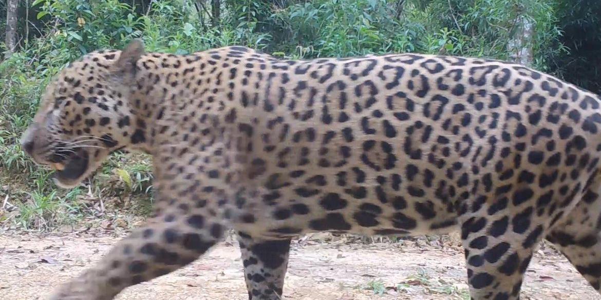 A partir da observação e dos dados de movimentação, os pesquisadores terão mais informações para entender as necessidades ecológicas da onça-pintada da Amazônia (Programa Grandes Mamíferos da Serra do Mar/Fundação Grupo Boticário)