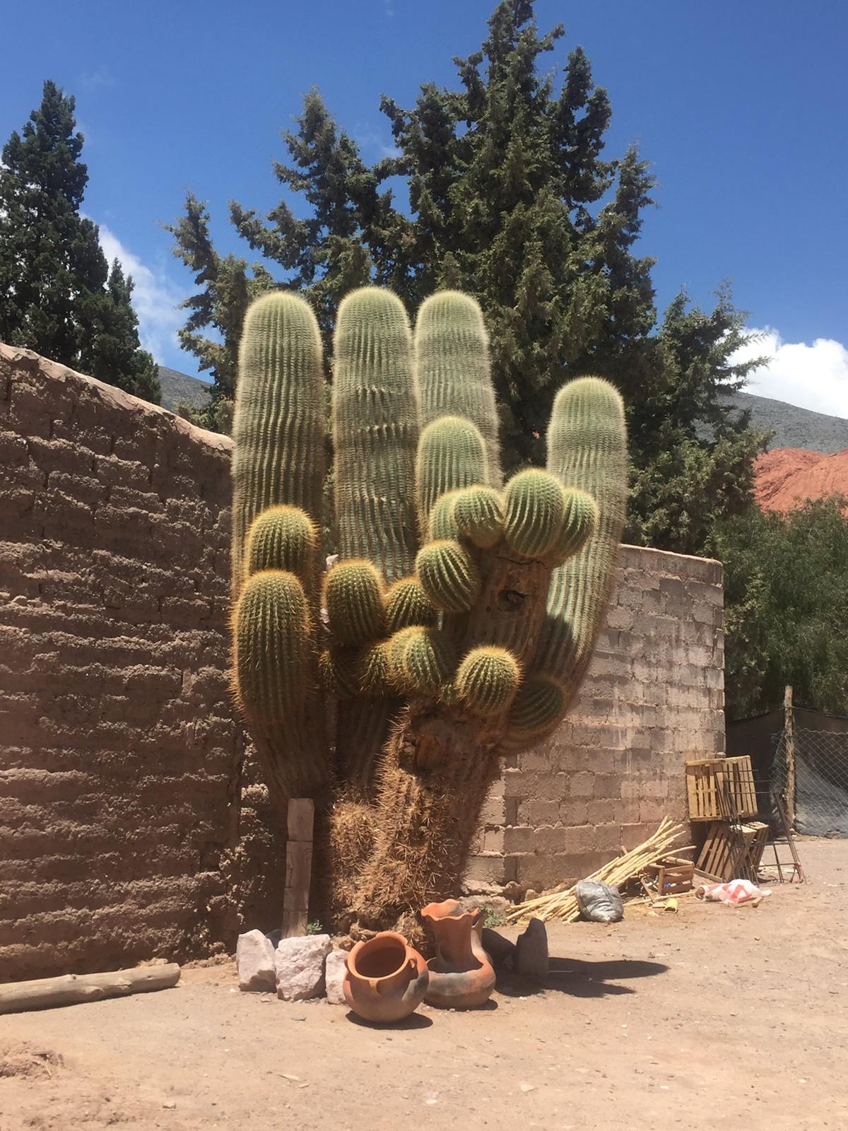 Cactus Bungee Cami