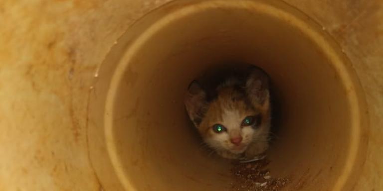 Gatinho acuado, preso no encanamento de uma residência em Oliveira (Divulgação/Corpo dos Bombeiros)