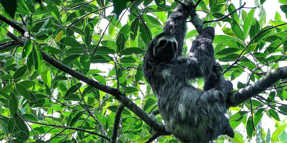 IBGE avaliou 21.456 espécies de animais e plantas em todos os biomas (Tania Rego/Agência Brasil)