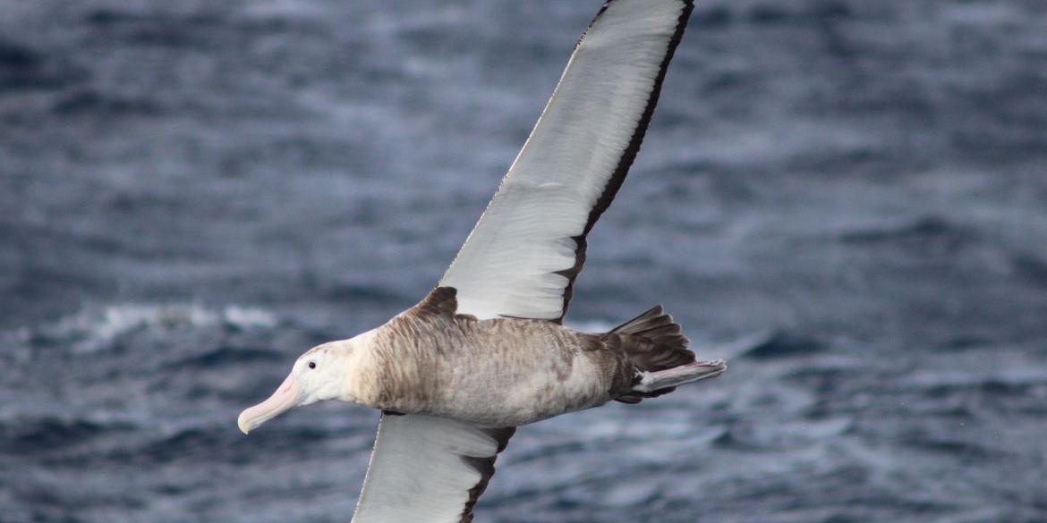 Doença teve sete casos de Espírito Santo e um no Rio (Dimas Gianuca / Projeto Albatroz)