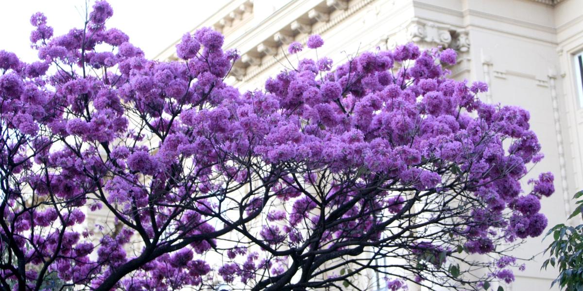 Apesar de ainda não estarmos no inverno, alguns ipês roxo e rosa já estão floridos em BH (Maurício Vieira / Hoje em Dia)