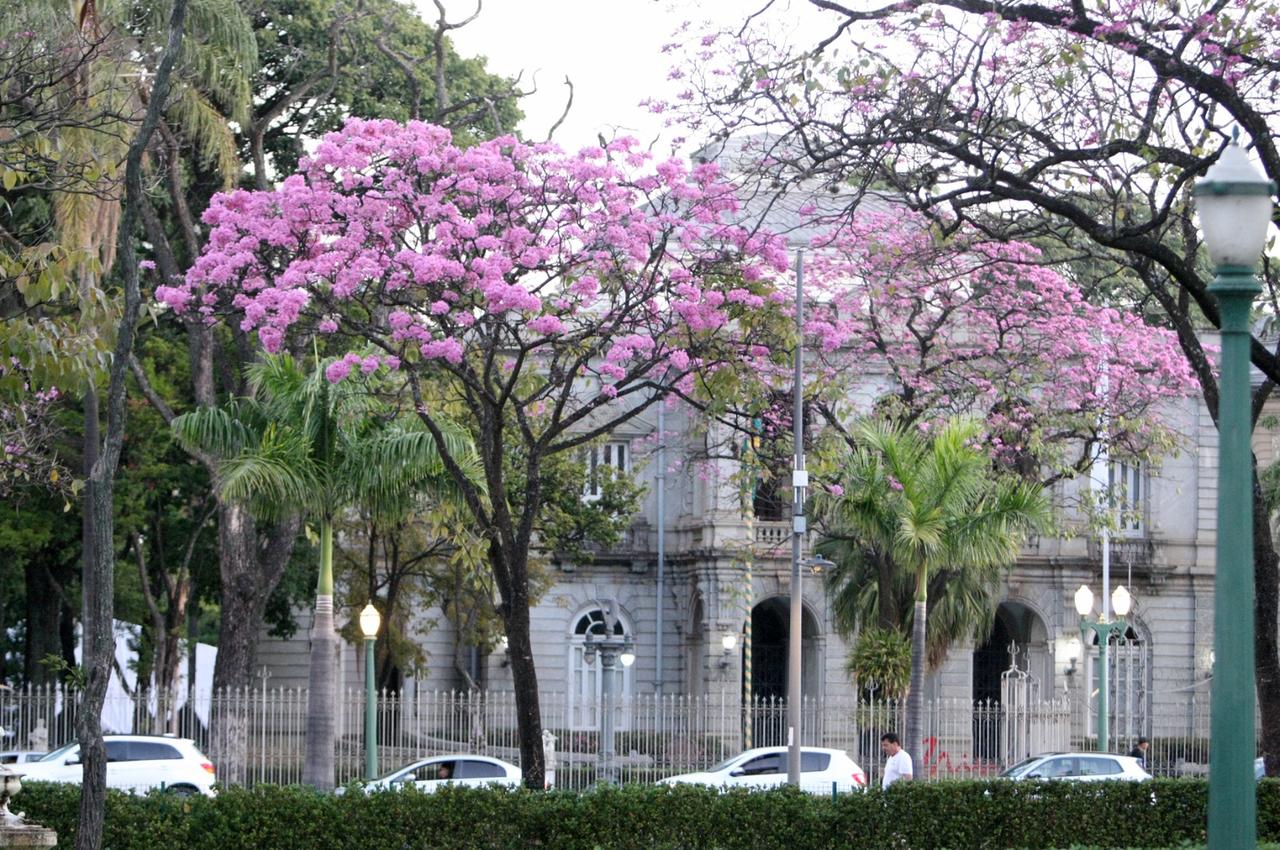 O ipê-rosa de Belo Horizonte - Viaggiando