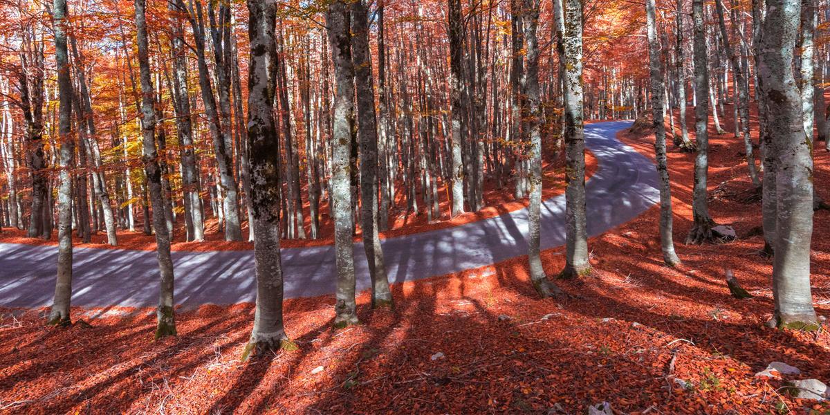 Abruzzo, o pulmão verde da Europa, oferece infinitas sugestões de cores e aromas para serem experimentados no extenso  patrimônio florestal, único para a idade e biodiversidade dos parques e reservas naturais (Divulgação/ENIT)