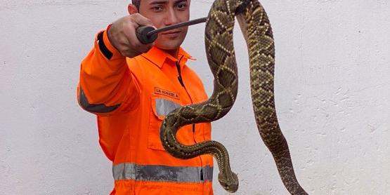 A cobra estava em frente à sala de aula do presídio. (Divulgação / CBMMG)