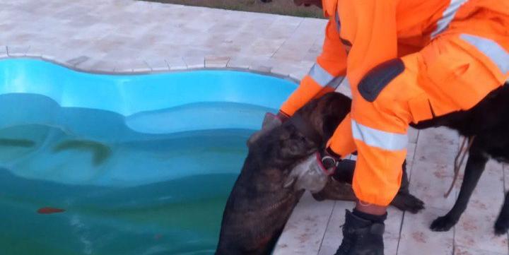 O militar retirou em segurança o cão, bastante dócil, e o deixou aos cuidados de sua tutora (Divulgação / CBMMG)