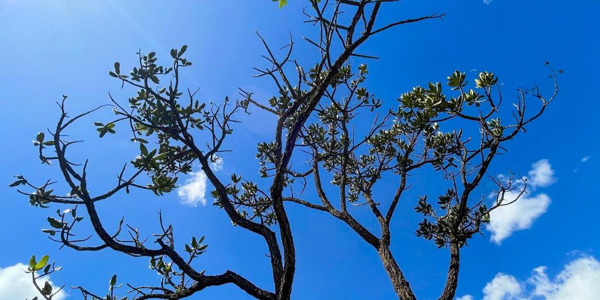 Cerrado teve 6.359 km² de área desmatada (Juca Varella/Agência Brasil)