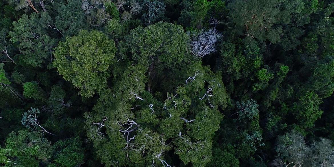 Evento antecede Cúpula da Amazônia, que reunirá chefes de Estado (Reprodução: Divulgação/TV Brasil)