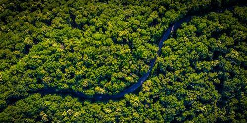 Brasil concentra 15% desse potencial. Empresas brasileiras têm investido em preservação florestal para compensar emissões de CO² e se tornarem competitivas no mercado de crédito de carbono (Foto: Vlad Hilitanu/Unsplash)