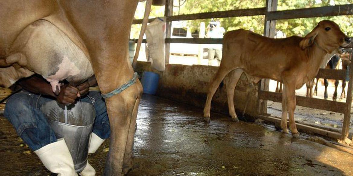 Vaca Leiteira, ordenha, leite, vaca (Marcelo Camargo / Agência Brasil)