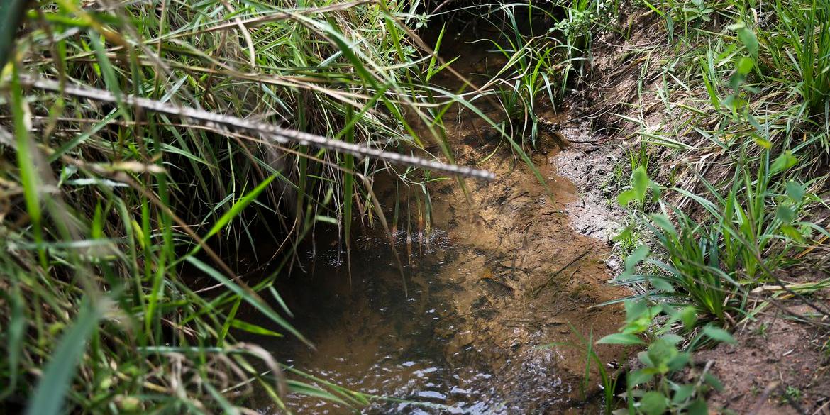 Regras estimulam a recomposição da vegetação em torno das fontes (José Cruz/Agência Brasil)