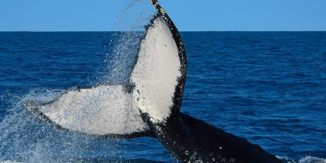 Golfo Dulce foi reconhecido pela Aliança Mundial de Cetáceos (Rafaela Souza)