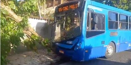 Ônibus da linha 815 bateu em árvore nesta quarta-feira (20), e deixou oito feridos (CBMMG / Divulgação)