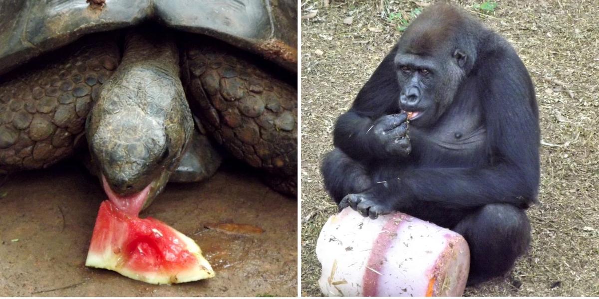 Técnicos do zoo têm preparado “itens de enriquecimento ambiental” que proporcionam refresco e agradam o paladar de várias espécies (Suziane Brugnara/Divulgação)