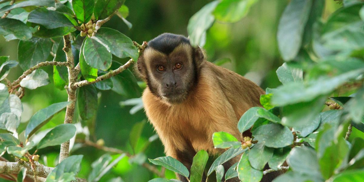 Apesar de ainda estar crescendo no Brasil, a prática de observar primatas já é uma atividade costumaz em partes do continente africano (Alex da Riva)