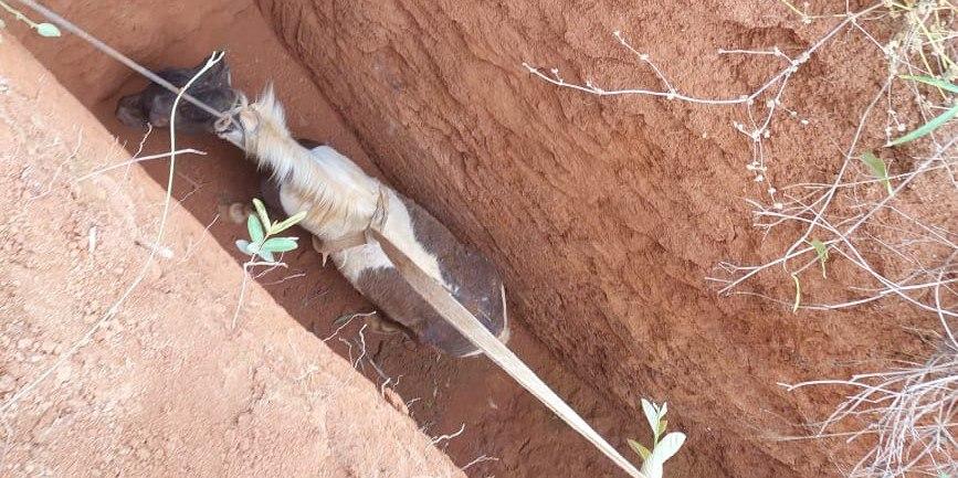 Pônei caiu em uma valeta de aproximadamente 4 metros de profundidade por 80cm de largura (Divulgação / CBMMG)