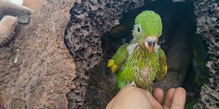 Ninho de periquito-rei foi encontrado durante ação em rodovia mineira; espécie não está em extinção, mas tem a população reduzida (DER-MG/ Divulgação)