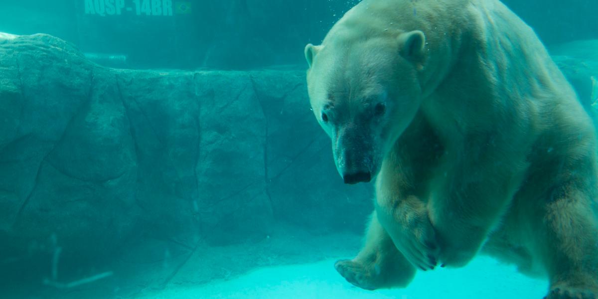 Aquário tem cerca de 3,5 mil animais de 250 espécies diferentes, vindos de diversos cantos do Brasil e do mundo (Aquário SP / divulgação)