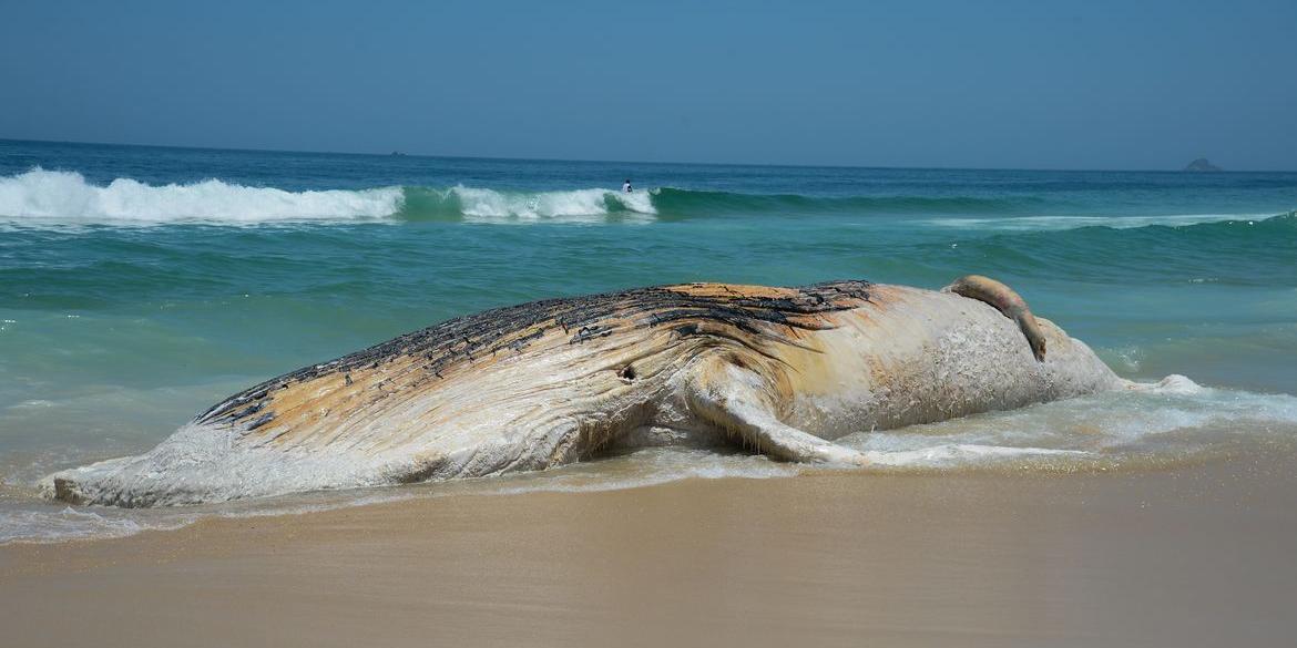 Decisão sobre a prática de eutanásia em baleia, golfinho ou sirênio deve ocorrer somente quando o procedimento for necessário para abreviar sofrimento de animal em condição irreversível (Tomaz Silva/ Agência Brasil)