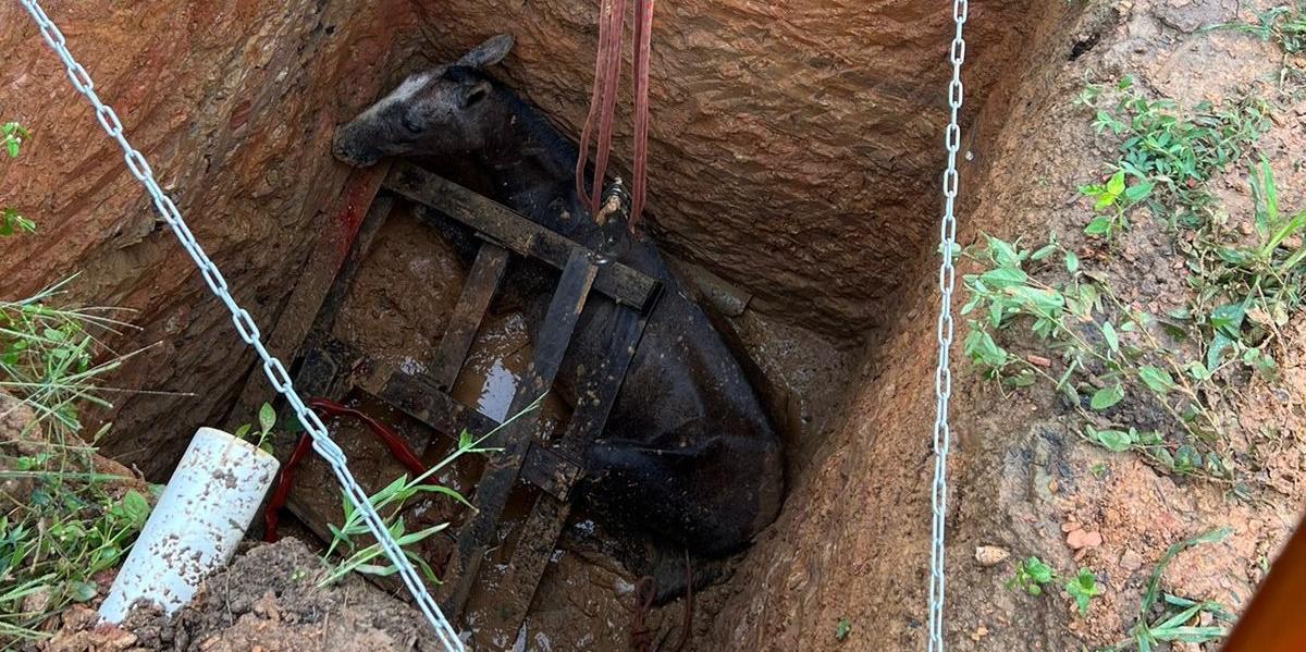 Animais pastavam pelo bairro e ao passarem pelo local a tampa improvisada da fossa não suportou o peso e cedeu (Divulgação / CBMMG)