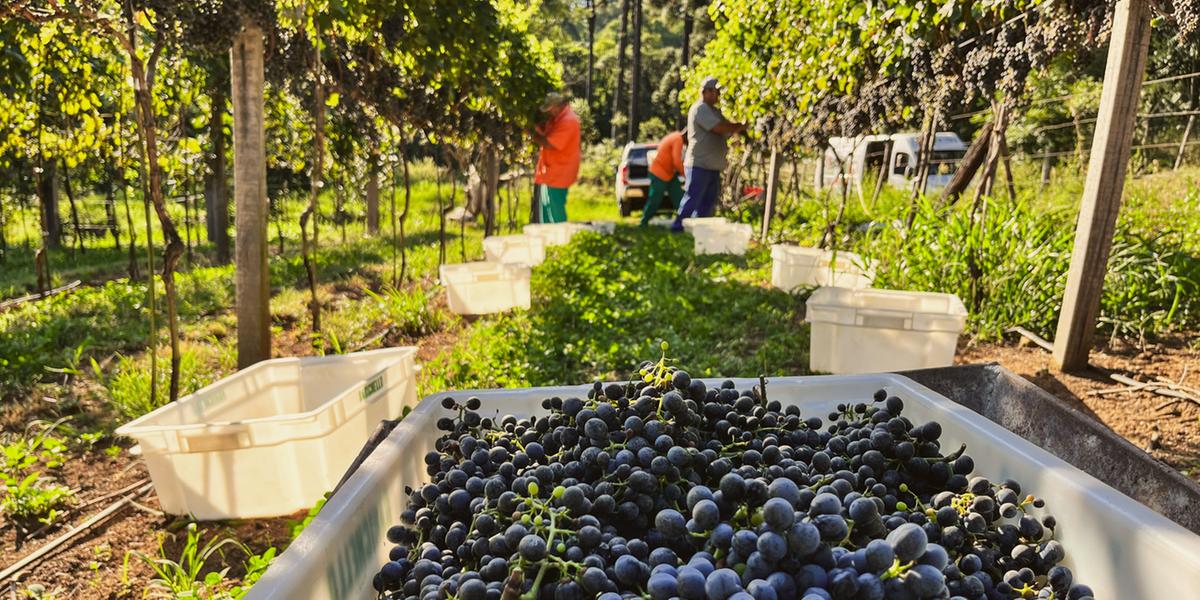 A Vinícola Lugares é uma boutique de vinhos criada em Bento Gonçalves para redescobrir terroirs brasileiros e elaborar micro lotes cheios de personalidade e grandes histórias (Carlos Barbosa)