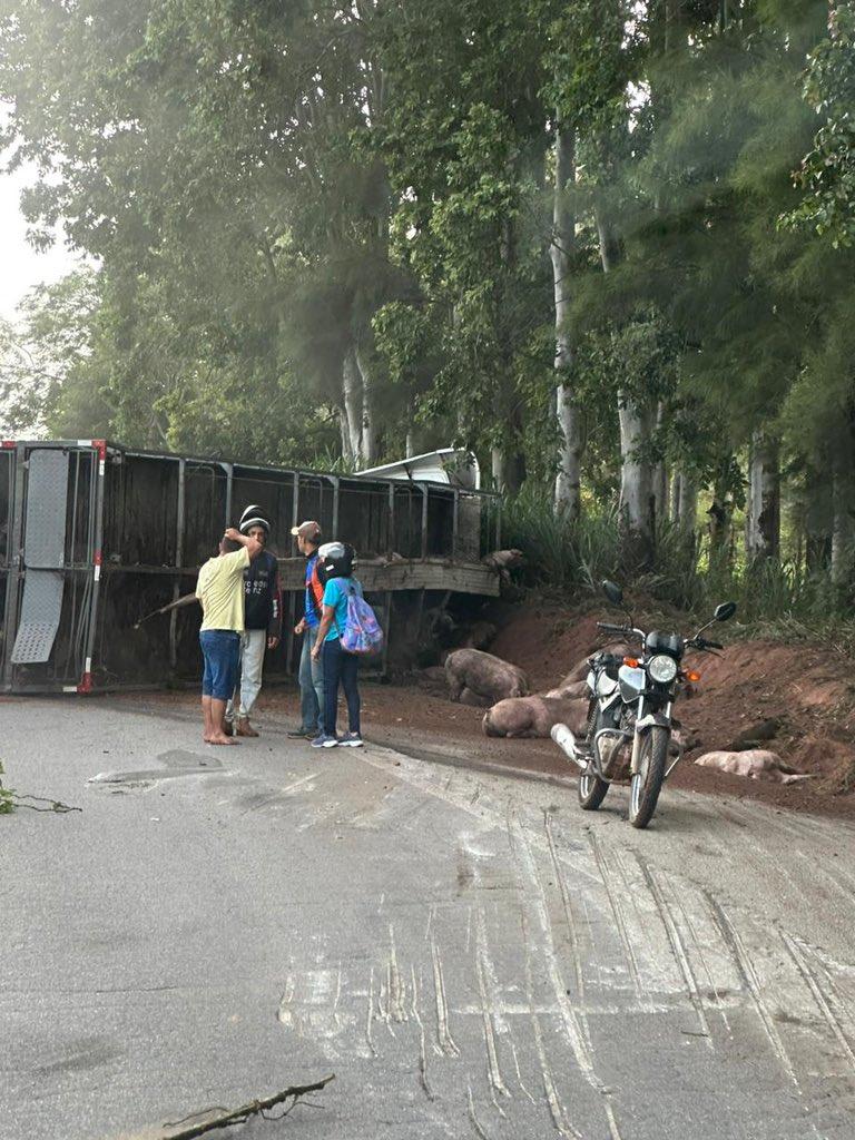 Porcos caíram do caminhão por causa do tombamento (Reprodução Redes Sociais)